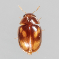 Neolitochrus pulchellus