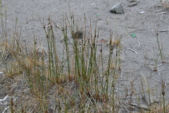 Juncus arcticus