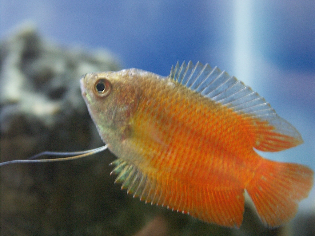 Dwarf gourami