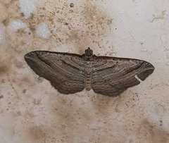 Costaconvexa polygrammata