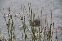 Juncus arcticus