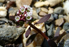 Corrigiola litoralis