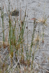 Juncus arcticus