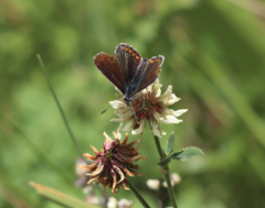 Aricia agestis