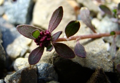 Corrigiola litoralis