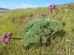Lomatium columbianum