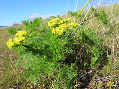Lomatium klickitatense