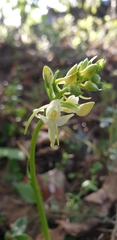 Platanthera bifolia