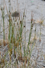 Juncus arcticus