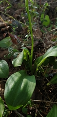 Platanthera bifolia