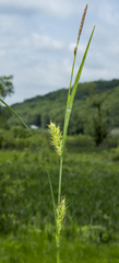 Carex trichocarpa