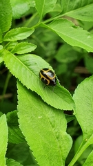 Aegithus quadrinotatus