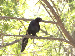 Quiscalus mexicanus