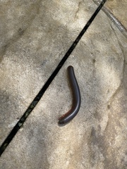 Narceus americanus