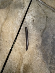 Narceus americanus