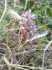Phelipanche arenaria