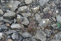 Arabidopsis lyrata petraea