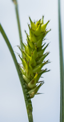 Carex trichocarpa