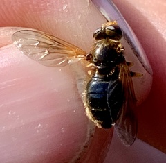 Blera armillata