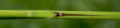 Carex trichocarpa