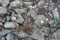 Arabidopsis lyrata petraea