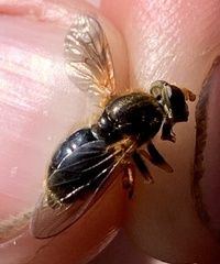 Blera armillata