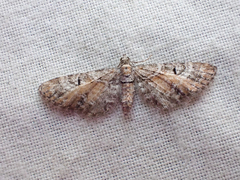 Eupithecia anticaria