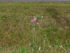 Cirsium carolinianum