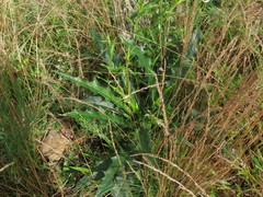 Cirsium carolinianum