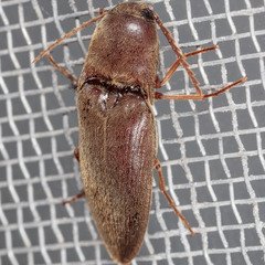 Diplostethus
