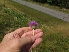 Cirsium carolinianum