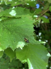 Harmonia axyridis