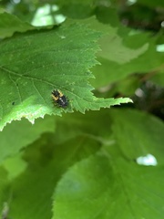 Harmonia axyridis