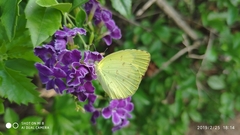 Eurema hecabe