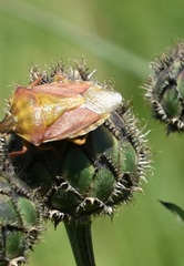 Carpocoris purpureipennis