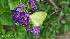Eurema hecabe