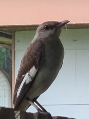 Mimus polyglottos
