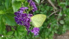 Eurema hecabe
