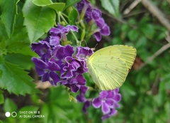 Eurema hecabe