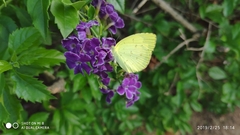 Eurema hecabe