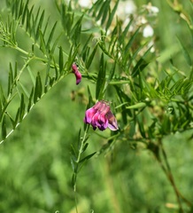 Vicia megalotropis