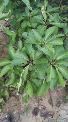 Terminalia bellirica