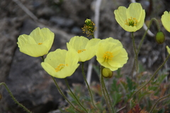 Papaver pulvinatum