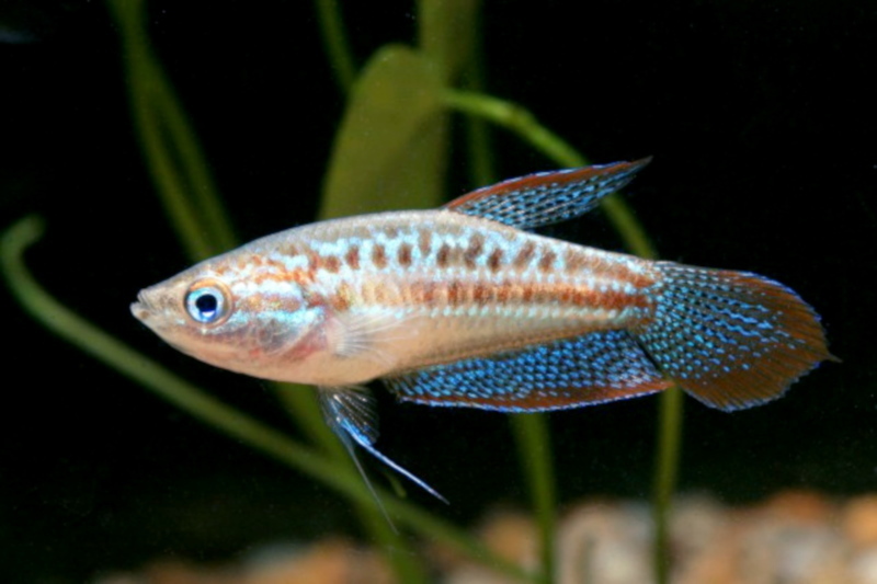 Dwarf Croaking Guaramy