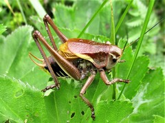 Psorodonotus fieberi