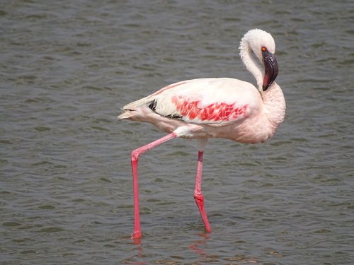 Lesser Flamingo