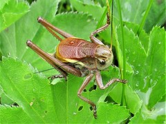 Psorodonotus fieberi