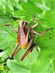 Psorodonotus fieberi