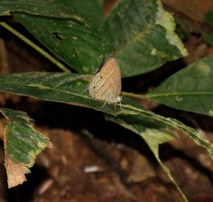 Caeruleuptychia scopulata