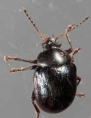 Brachypnoea lecontei